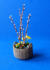 Spring basket with willow, winterlings, crocuses, daffodils